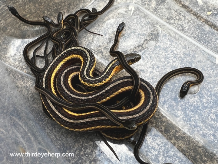 Butler's Garter Snakes